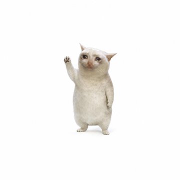 A white cat standing upright on its hind legs against a plain white background, raising one paw as if waving.
