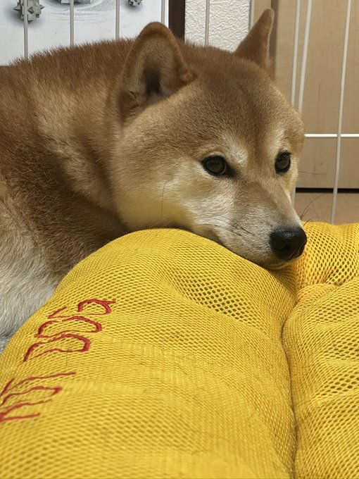 A Shiba Inu dog resting its head on a bright yellow mesh cushion, looking sleepy with half-closed eyes, while a person's hand wearing a yellow sleeve gently pets its chin.