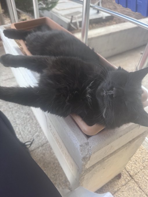 A fluffy black cat lies on its back in a terracotta planter on an outdoor ledge, looking upside down at the camera.