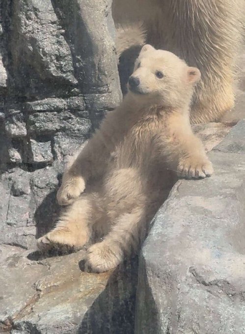A fluffy polar bear cub lounges casually against gray rocks in a relaxed, lounging pose. The image pairs with a crypto post about a "100m+ coin" that the author believes has potential despite current shortcomings, using the cute but seemingly lazy bear as a lighthearted visual metaphor.