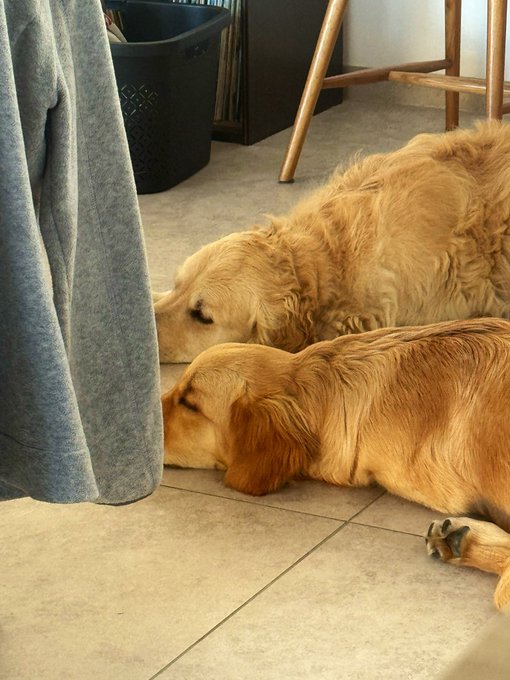 Two golden retrievers sleeping peacefully side by side on a tiled floor, perfectly embodying a "good night" of peaceful rest.