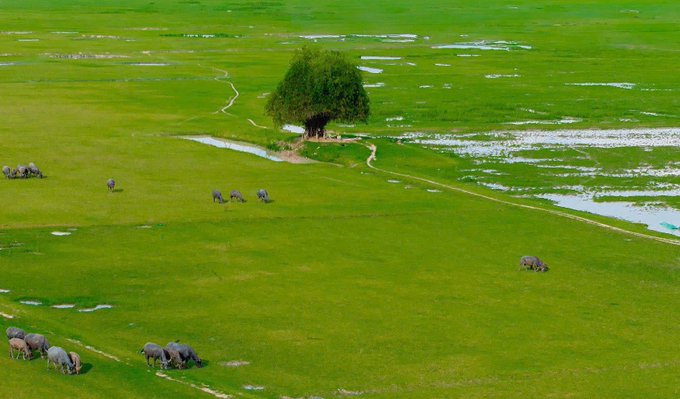 An aerial view of a lush green landscape with a single large tree standing prominently, while a herd of elephants grazes across the grassy plains dotted with water patches.