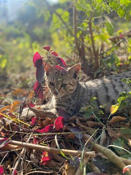 A tabby cat stands in a garden with fallen leaves and reddish foliage in the foreground.