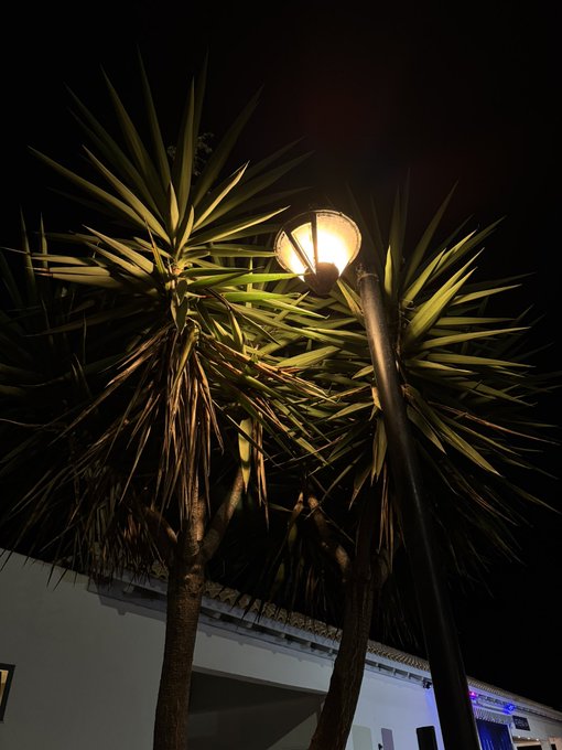 A nighttime shot looking up at a lit street lamp surrounded by the spiky fronds of palm trees against a dark sky.