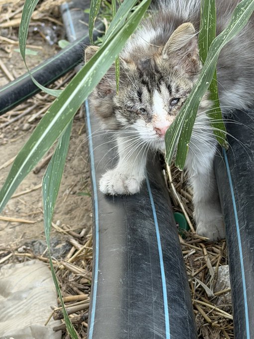 A close-up photograph of a fluffy tabby and white cat with facial markings, peeking out from behind green grass blades near black irrigation pipes.