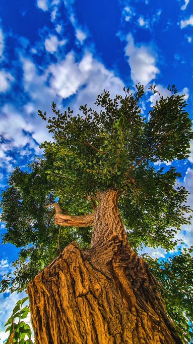 A low-angle photograph of a large tree with a thick textured trunk and green leafy canopy against a vivid blue sky filled with scattered white clouds.