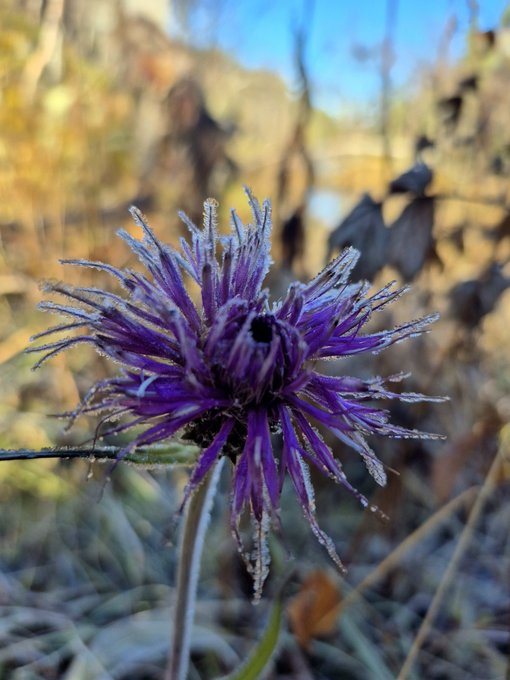 Close-up photograph of a purple thistle-like flower covered in frost, with a blurred autumn background of dried vegetation.