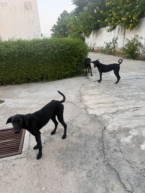 Three black dogs are outdoors in a courtyard with cracked concrete, a green hedge, and a flowering tree. The emaciated dogs appear thin and wary.