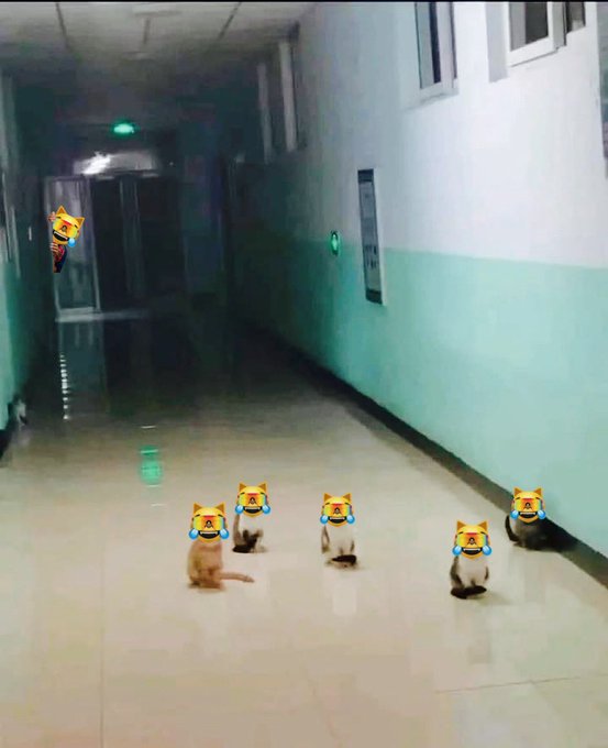 A dimly lit hallway with five cats walking away from the camera, their heads digitally replaced with crying cat emojis, and one crying emoji floating near a doorway.