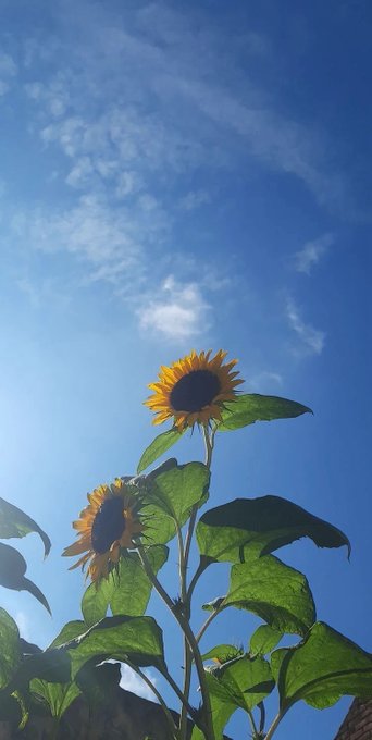 Two bright yellow sunflowers with green leaves photographed from below against a vivid blue sky with scattered white clouds.