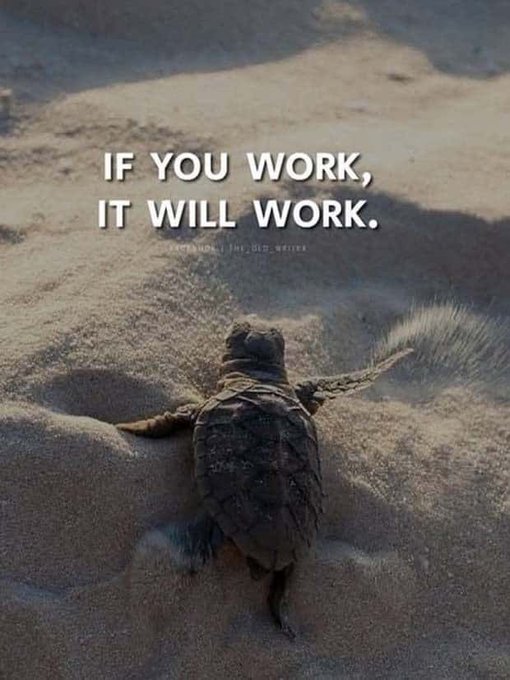 A small turtle climbs across rocky, sandy terrain with the motivational text overlay: 'IF YOU WORK, IT WILL WORK.'