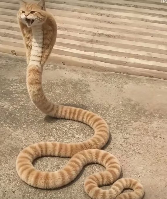 A humorous, edited photo of an orange tabby cat whose body has been digitally stretched to an impossibly long, snake-like length while it opens its mouth to hiss, standing on a concrete surface.