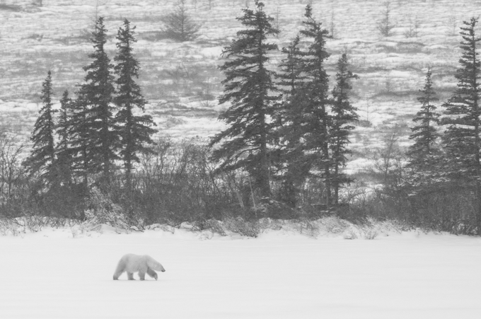 A polar bear walks across a snowy landscape with dark evergreen trees in the background.