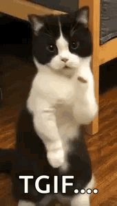 The image features a black and white cat standing upright with its front paws raised, as if posing for a photo or video. Below the cat's feet, there are three dots arranged vertically, which could be interpreted as a "tgif" caption or text. The background of the image is blurred, making it difficult to determine what exactly surrounds the cat and the dots.