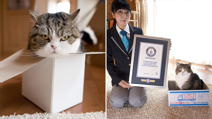Two photos of a tabby and white cat: one peeking out of a cardboard box on the left, and one sitting in a small shipping box next to a woman in a uniform holding a certificate on the right.