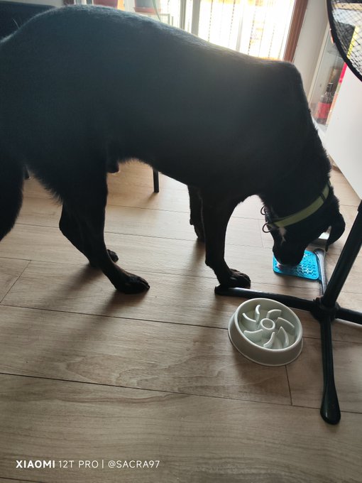 A black dog with a green collar eats from a blue food container next to a white bowl on a wooden floor, captured by a XIAOMI 12T PRO.