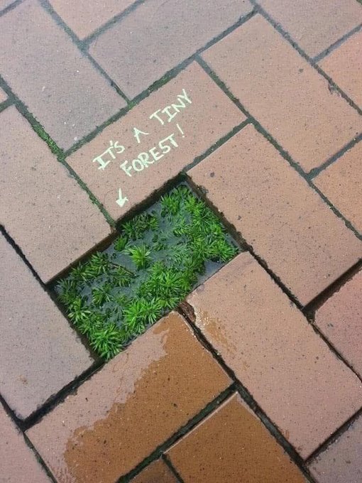 A creative photo of brick pavement where one brick has been digitally replaced with moss and small plants, labeled with handwritten text "IT'S A TINY FOREST!" and an arrow pointing down.