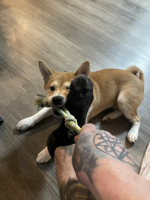 An adorable Shiba Inu puppy plays tug-of-war with a person wearing black 'Fruit' socks, on a dark wood floor.
