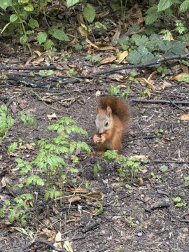 A red squirrel sitting on the ground in a forest setting, holding food in its paws, surrounded by dirt, small plants, and fallen leaves.