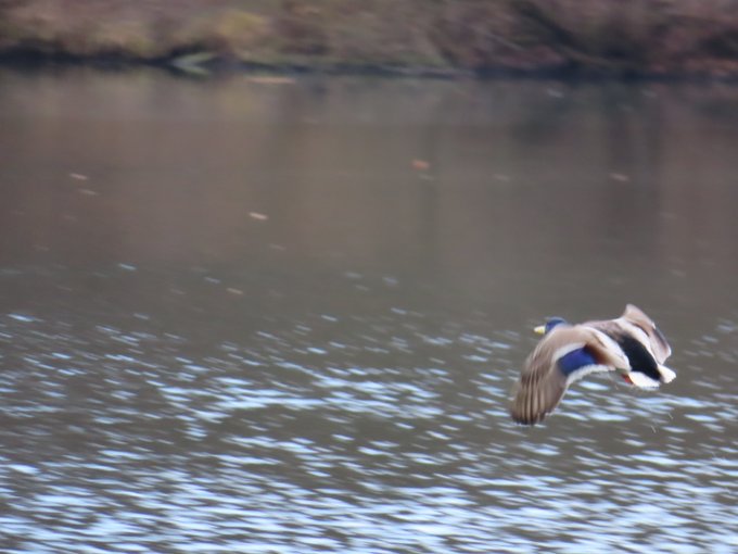 A mallard duck with iridescent blue and brown plumage in mid-flight, wings spread, flying low over rippling water with a blurred shoreline in the background.