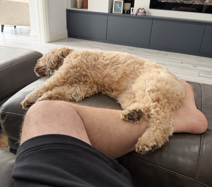 A small, curly-haired tan dog lies stretched out on a leather ottoman, resting against a person's bare legs.