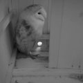 A black and white photo of an owl perched in a small window opening.