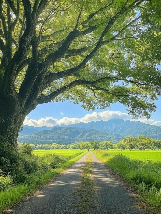 A narrow paved path winds through vibrant green rice fields toward distant mountains, framed by the sprawling branches of a large shade tree.