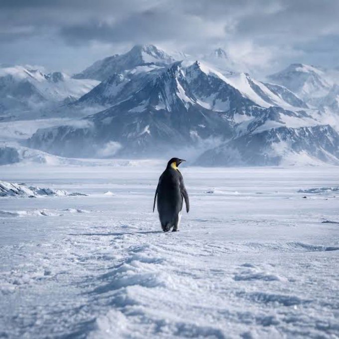 An emperor penguin walking across a snowy landscape with snow-capped mountains in the background.