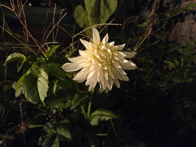 A close-up photograph of a large, fully-bloomed white dahlia flower with layered petals, surrounded by green leaves and grass, illuminated by warm sunlight against a dark background.