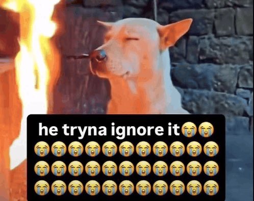 The image features a white dog sitting next to a fire, with its eyes closed as if sleeping or resting. The background of the photo shows a brick wall, adding an interesting contrast to the scene. In the bottom right corner of the image, there is text that reads "When you hold Solana coins and someone asks how your port is doing." This phrase seems unrelated to the dog sitting next to the fire but could be interpreted as a playful or humorous context for the photo.

The main focus of the image remains on the white dog with its eyes closed, creating an interesting visual contrast between the warmth of the fire and the coolness of the dog's eyes.
