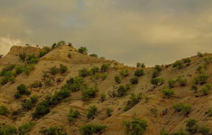 A sandy hillside dotted with green shrubs and small trees stretches beneath a hazy, golden-tinged sky, embodying the quiet, sun-bleached beauty suggested by the title "Whispers Of The Dry Hills." The earthy tones and rugged terrain evoke a sense of timeless stillness, fitting the contemplative mood shared alongside the collectors' appreciation post.
