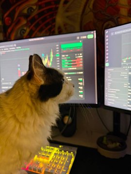 A fluffy calico cat sitting in front of dual monitors displaying trading charts, with an RGB-illuminated mechanical keyboard in the foreground.