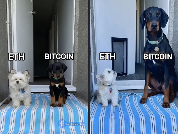A two-panel 'Bitcoin vs ETH' meme showing a small white dog labeled 'ETH' next to a much larger black and tan dog labeled 'BITCOIN' on a blue and white striped mat.