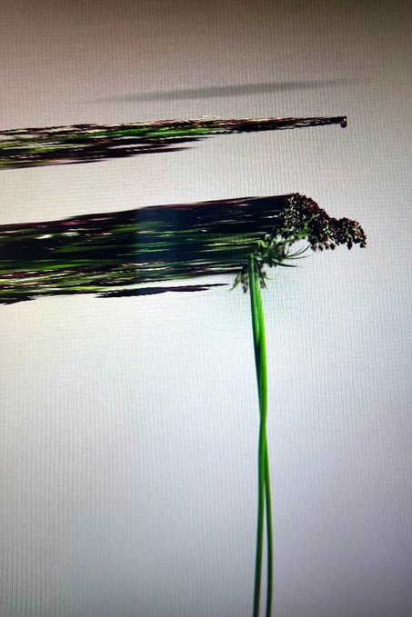 A slender green plant with clustered dark buds stretches upward against a pale background, digitally distorted with horizontal streaking and chromatic glitch artifacts that fragment its form into smeared bands of green, purple, and black—matching the "LOWREZ150" glitch art aesthetic being sold as a limited Tezos NFT edition.
