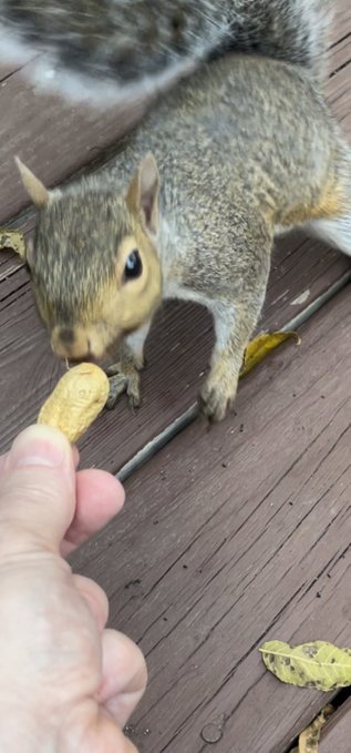 A close-up photo shows a squirrel standing on a wooden deck, cautiously approaching a peanut being offered by a person's hand.