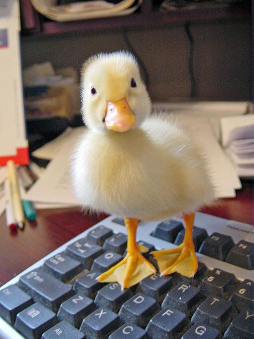 A fluffy yellow duckling stands curiously on a black computer keyboard, looking directly at the camera.