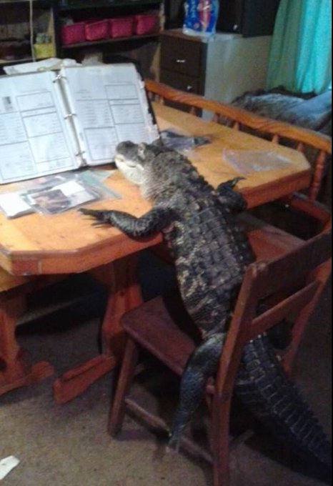 A large alligator or crocodile resting on a wooden dining table next to an open binder of paperwork, with its tail draped over a wooden chair in a home setting.