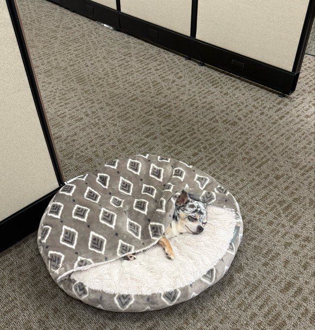 A small dog peeks out from a cozy, patterned gray pet bed nestled in an office cubicle, capturing a quiet "good morning" moment that pairs perfectly with the cheerful Thursday greeting. The calm scene reflects the same cozy, relaxed energy as the message wishing the recipient a thriving day.
