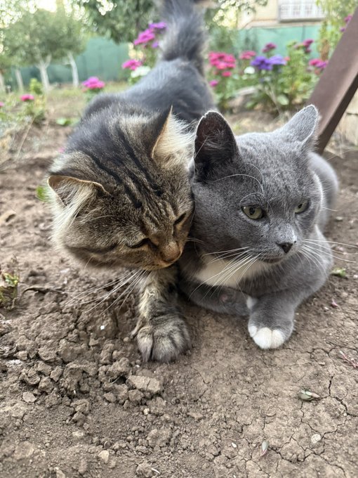 Two cats, a tabby and a gray cat, cuddle affectionately on bare dirt in a garden with pink and purple flowers in the background.