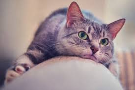 A gray tabby cat with bright green eyes lounges on a soft surface, looking directly at the camera. The image adds a calm, watchful tone to the post's bullish message about $FIH's ecosystem growth.