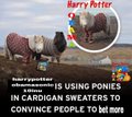 A humorous image with text 'Harry Potter' pointing to two sheep wearing sweaters, and a caption stating 'dolarypotion @ADoriginalsuk IS USING PONIES IN CARDIGAN SWEATERS TO CONVINCE PEOPLE to bet more'.