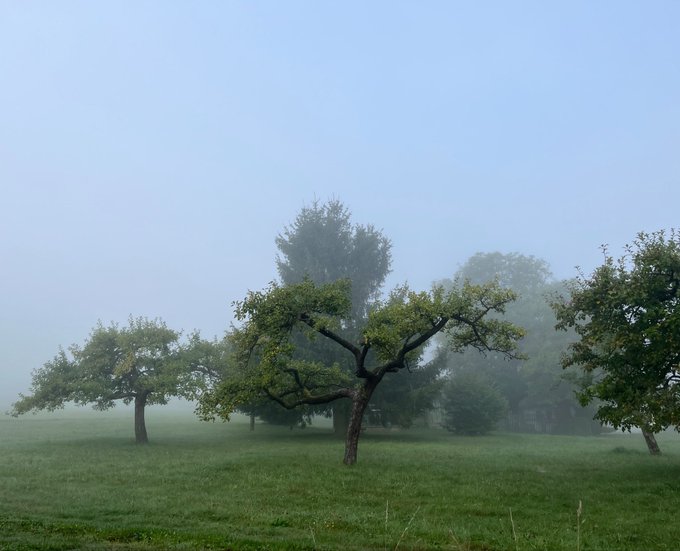 A misty orchard of fruit trees stands in a foggy green meadow, with the dense haze obscuring the background and giving the scene a soft, ethereal quality. The "Gn gn" caption playfully echoes the quiet, dreamy atmosphere of the foggy landscape, as if mimicking the sound of contentment one might feel taking in such a serene morning view.