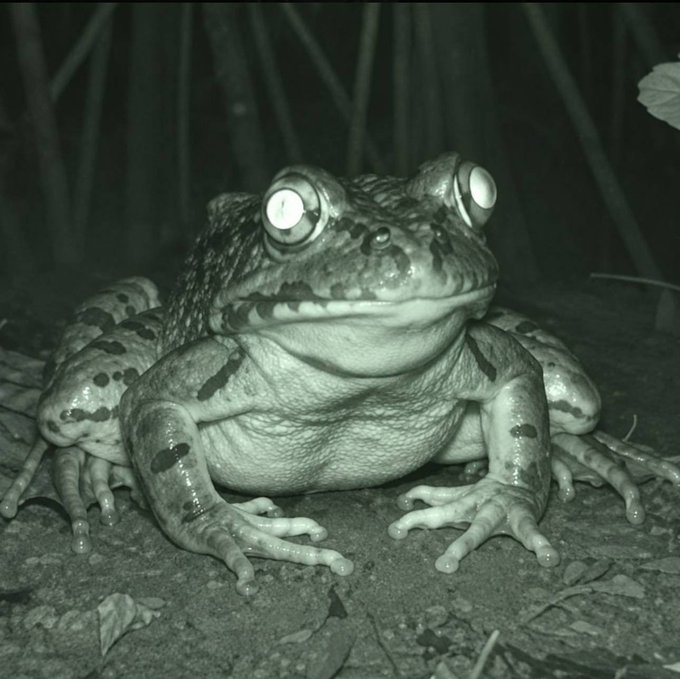 A nighttime black-and-white photograph of a large toad sitting on the ground, illuminated by a camera flash.
