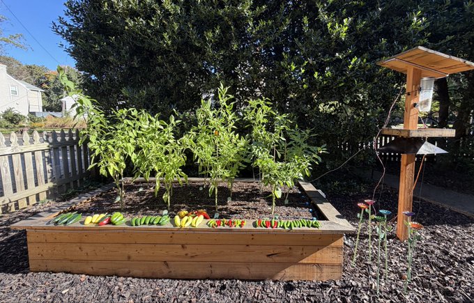 A raised wooden garden bed contains pepper plants with colorful peppers (green, yellow, and red) arranged along the front edge, set in a backyard with a wooden bird feeder to the right.