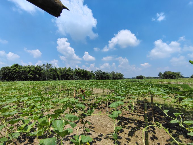 A wide shot of a lush green field with young plants growing in rows under a bright blue sky dotted with fluffy white clouds.
