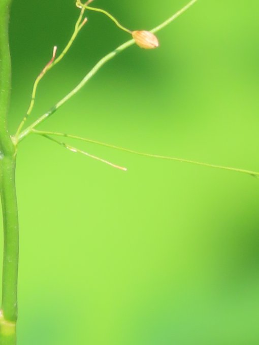 A macro photograph captures a thin green plant stem with tiny, delicate offshoots and a small yellow bud against a smooth, bright green blurred background.