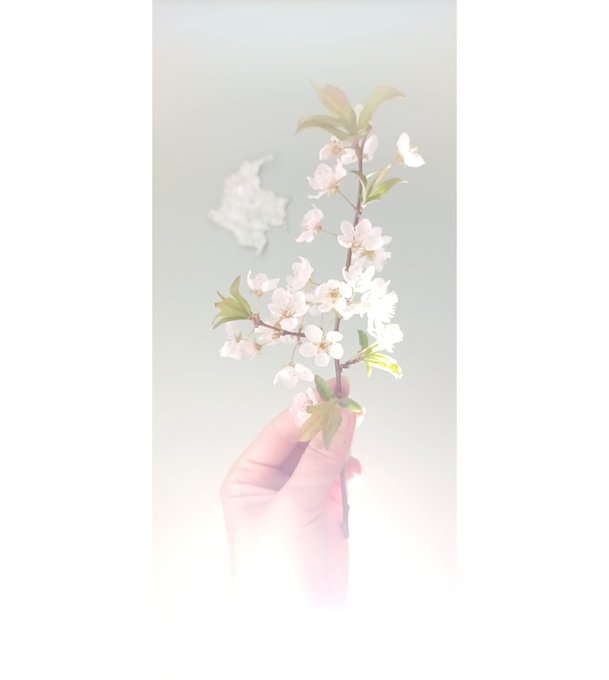 A soft, dreamy image of a hand holding a delicate branch of pink and white cherry blossoms with butterflies, bathed in bright, ethereal light.