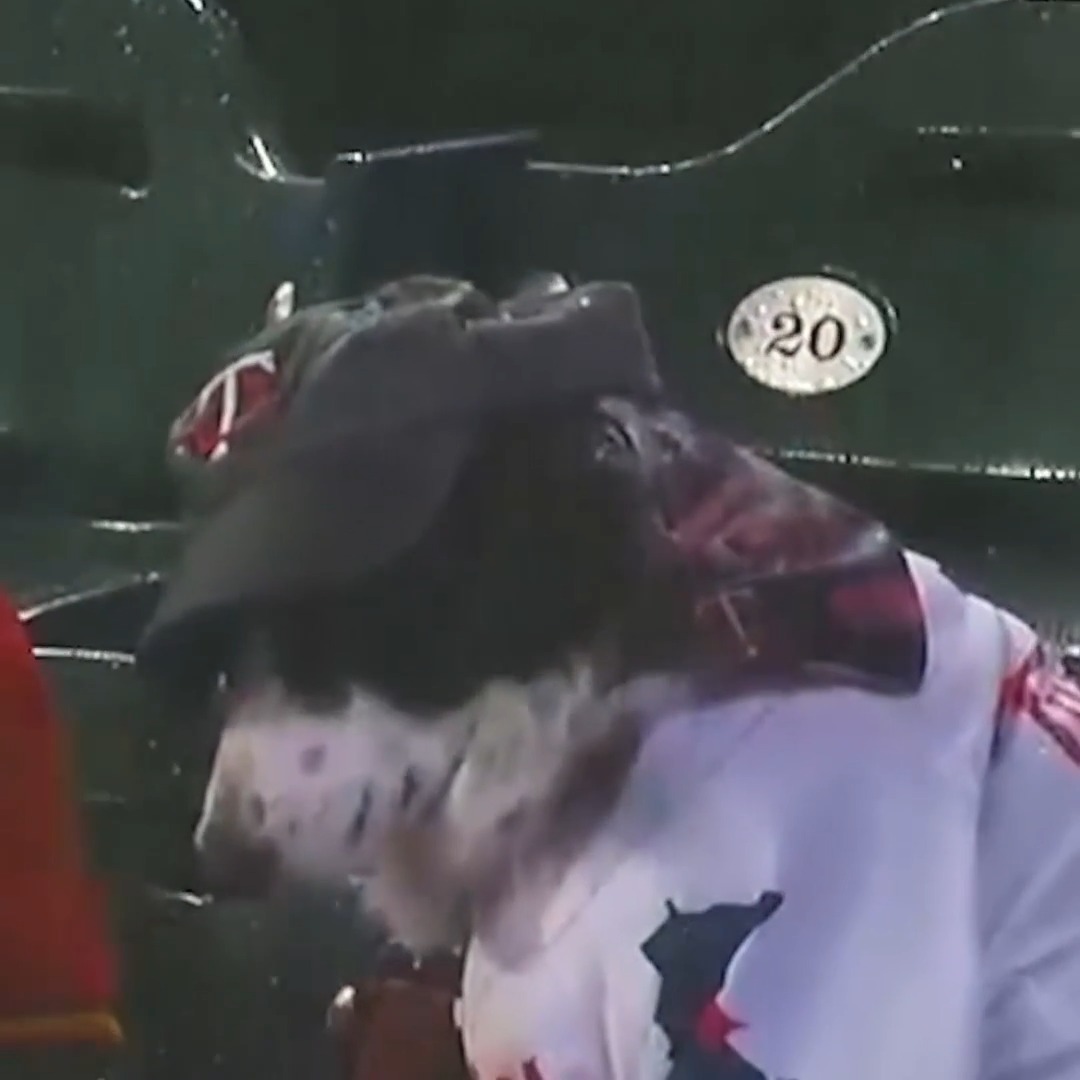A distressed-looking shark mascot appears to be crying or screaming, with a "#20" sign visible in the background. The image humorously captures the mascot's anguish, mirroring the post's sentiment that the market ignores one's investment thesis despite strong conviction.