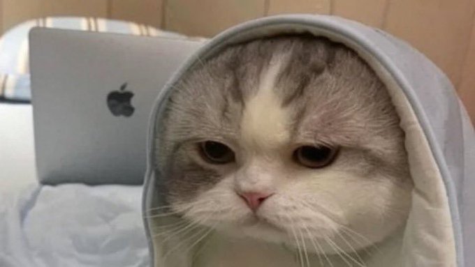A close-up photo of a sad-looking gray and white cat wrapped in a gray hoodie, sitting in front of an open Apple laptop.