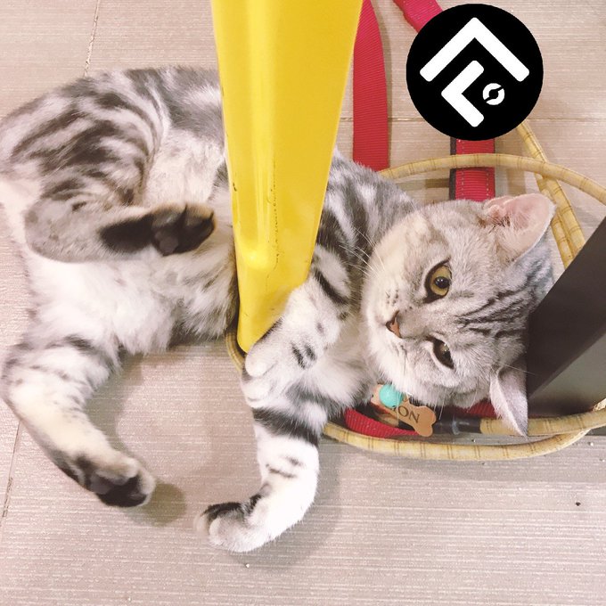 A gray and white tabby cat lying on its back on a tiled floor next to a yellow object and a red-handled basket, with a black circular logo containing white geometric figures in the top right corner.